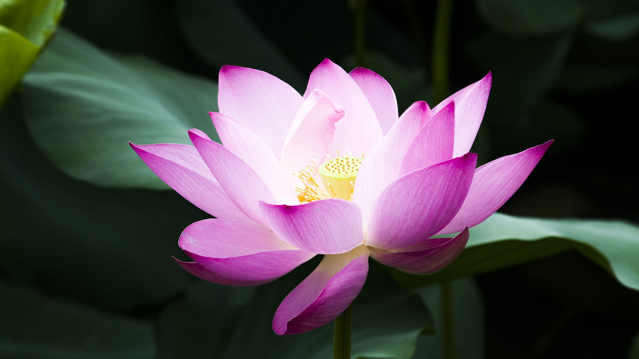 Lotus